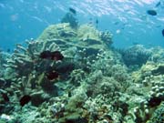 Pot�p�n� u ostrova Bunaken, lokalita Mandolin. Sulawesi,  Indon�sie.