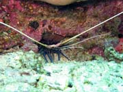 Kreveta (Shrimp). Pot�p�n� u ostrova Bunaken, lokalita Mandolin. Sulawesi,  Indon�sie.