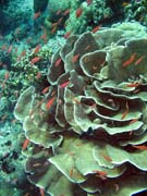 Pot�p�n� u ostrova Bunaken, lokalita Mandolin. Sulawesi,  Indon�sie.