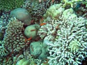 Pot�p�n� u ostrova Bunaken, lokalita Mandolin. Sulawesi,  Indon�sie.