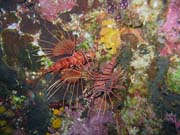 Lionfish. Pot�p�n� u ostrova Bunaken, lokalita Chelo Chelo. Sulawesi,  Indon�sie.