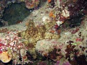 Pot�p�n� u ostrova Bunaken, lokalita Chelo Chelo. Sulawesi,  Indon�sie.