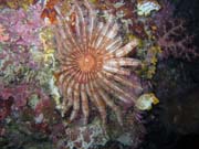 Pot�p�n� u ostrova Bunaken, lokalita Chelo Chelo. Sulawesi,  Indon�sie.