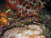 Pot�p�n� u ostrova Bunaken, lokalita Chelo Chelo. Sulawesi,  Indon�sie.