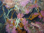 Pot�p�n� u ostrova Bunaken, lokalita Chelo Chelo. Sulawesi,  Indon�sie.