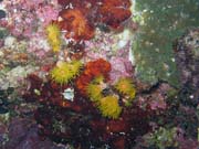 Pot�p�n� u ostrova Bunaken, lokalita Chelo Chelo. Sulawesi,  Indon�sie.