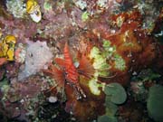 Lionfish. Pot�p�n� u ostrova Bunaken, lokalita Chelo Chelo. Sulawesi,  Indon�sie.