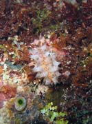 Nudibranch. Pot�p�n� u ostrova Bunaken, lokalita Chelo Chelo. Sulawesi,  Indon�sie.