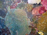 Pot�p�n� u ostrova Bunaken, lokalita Alban. Sulawesi,  Indon�sie.