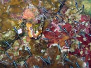 Pot�p�n� u ostrova Bunaken, lokalita Alban. Sulawesi,  Indon�sie.