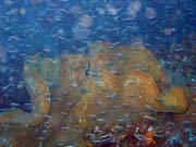 Pot�p�n� u ostrova Bunaken, lokalita Alban. Sulawesi,  Indon�sie.