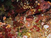 Scorpionfish. Pot�p�n� u ostrova Bunaken, lokalita Alban. Sulawesi,  Indon�sie.