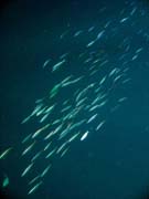 Pot�p�n� u ostrova Bunaken, lokalita Alban. Sulawesi,  Indon�sie.