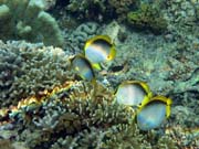 Spotfin Butterflyfish. Pot�p�n� u ostrova Bunaken, lokalita Alban. Sulawesi,  Indon�sie.