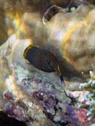 Spotted Boxfish (Ostracion meleagris). Pot�p�n� u ostrova Bunaken, lokalita Alban. Sulawesi,  Indon�sie.
