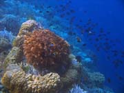 Pot�p�n� u ostrova Bunaken, lokalita Alban. Sulawesi,  Indon�sie.