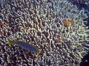 Pot�p�n� u ostrova Bunaken, lokalita Alban. Sulawesi,  Indon�sie.