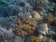 Pot�p�n� u ostrova Bunaken, lokalita Alban. Sulawesi,  Indon�sie.