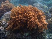 Pot�p�n� u ostrova Bunaken, lokalita Alban. Sulawesi,  Indon�sie.