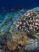 Pot�p�n� u ostrova Bunaken, lokalita Alban. Sulawesi,  Indon�sie.