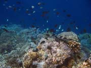 Pot�p�n� u ostrova Bunaken, lokalita Alban. Sulawesi,  Indon�sie.