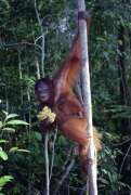 Orangutan  v n�rodn�m parku Tanjung Puting. Kalimantan,  Indon�sie.