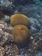 Pot�p�n� u ostrova Bunaken, lokalita Alban. Sulawesi,  Indon�sie.