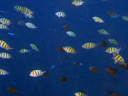 Pot�p�n� u ostrova Bunaken, lokalita Alban. Sulawesi,  Indon�sie.