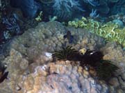 Pot�p�n� u ostrova Bunaken, lokalita Alban. Sulawesi,  Indon�sie.