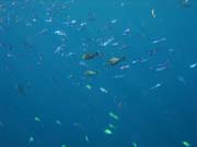 Pot�p�n� u ostrova Bunaken, lokalita Alban. Sulawesi,  Indon�sie.