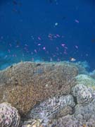 Pot�p�n� u ostrova Bunaken, lokalita Alban. Sulawesi,  Indon�sie.