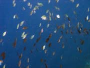 Pot�p�n� u ostrova Bunaken, lokalita Alban. Sulawesi,  Indon�sie.