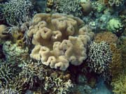 Pot�p�n� u ostrova Bunaken, lokalita Alban. Sulawesi,  Indon�sie.