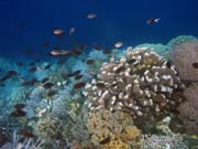 Pot�p�n� u ostrova Bunaken, lokalita Alban. Sulawesi,  Indon�sie.