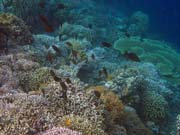 Pot�p�n� u ostrova Bunaken, lokalita Alban. Sulawesi,  Indon�sie.