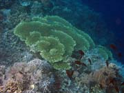 Pot�p�n� u ostrova Bunaken, lokalita Alban. Sulawesi,  Indon�sie.