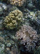 Pot�p�n� u ostrova Bunaken, lokalita Alban. Sulawesi,  Indon�sie.