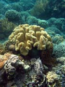 Pot�p�n� u ostrova Bunaken, lokalita Alban. Sulawesi,  Indon�sie.