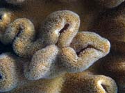 Pot�p�n� u ostrova Bunaken, lokalita Alban. Sulawesi,  Indon�sie.