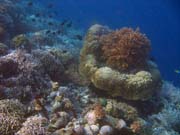 Pot�p�n� u ostrova Bunaken, lokalita Alban. Sulawesi,  Indon�sie.