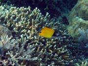 Long-nosed Butterfly Fish. Pot�p�n� u ostrova Bunaken, lokalita Alban. Sulawesi,  Indon�sie.