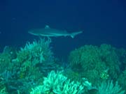 Whitetip Reef Shark. Pot�p�n� u ostrova Bunaken, lokalita Alban. Sulawesi,  Indon�sie.