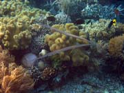 Trumpetfish. Pot�p�n� u ostrova Bunaken, lokalita Alban. Sulawesi,  Indon�sie.