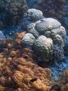 Pot�p�n� u ostrova Bunaken, lokalita Alban. Sulawesi,  Indon�sie.