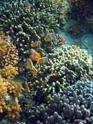 Pot�p�n� u ostrova Bunaken, lokalita Alban. Sulawesi,  Indon�sie.