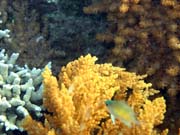 Pot�p�n� u ostrova Bunaken, lokalita Alban. Sulawesi,  Indon�sie.