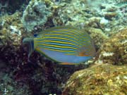 Pot�p�n� u ostrova Bunaken, lokalita Alban. Sulawesi,  Indon�sie.