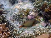 Pot�p�n� u ostrova Bunaken, lokalita Alban. Sulawesi,  Indon�sie.