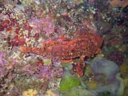 Scorpionfish. Pot�p�n� u ostrova Bunaken, lokalita Lekuan I. Sulawesi,  Indon�sie.