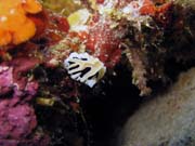 Nudibranch. Pot�p�n� u ostrov� Togian, Kadidiri, lokalita Taipee Wall. Sulawesi,  Indon�sie.